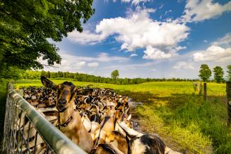 Barn First Creamery goats in the pasture.