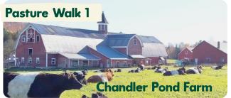 chandler pasture walk 1
