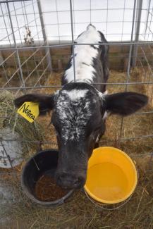 Norma, a young heifer at the Sweet Rowen Farm, shows the distinctive markings of an animal that is part Lineback, a rare breed of dairy cows.