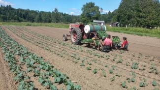 couple sowing field
