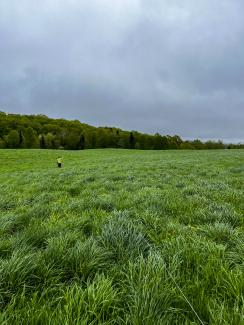 pasture at Silene's farm