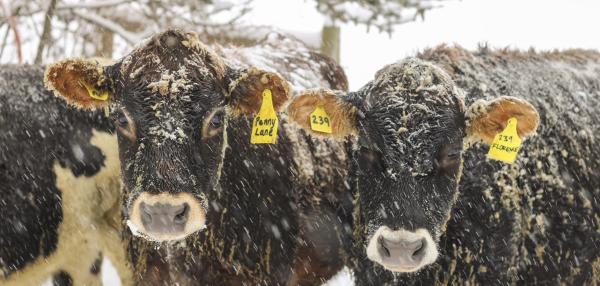 Cows in the snow at Northwind Farm, Walden, VT.